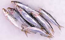 Verse Sardine